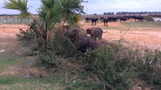 Wow! Cute Baby Buffaloes Eat Grass Near A Mountain