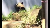 バトルに負けスネるシャンシャン(๑˃̵ᴗ˂̵)【パンダ】giant panda