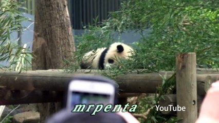 今日のシャンシャン　４月１４日　上野動物園　香香　パンダ