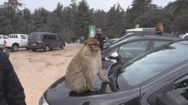 Los monos del Atlas sufren de obesidad