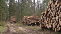 ECJ rules Polish logging breaks EU environmental laws