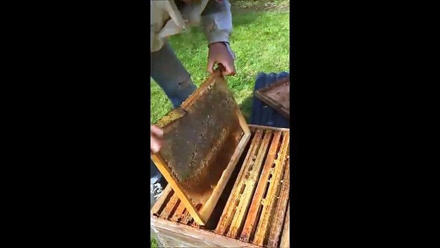 Le gros Coup de gueule d'un apiculteur du Finistère