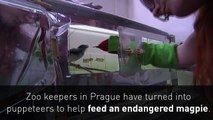 Zoo keepers use puppet to feed endangered magpie