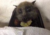 Cute Bat Stuffs Herself With Grapes