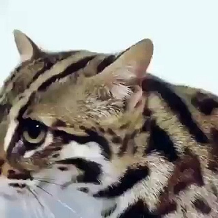 Cats Cute