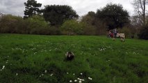 Male Mallard duck walking through grass at Kew Gardens