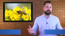 Honey Bee City – Helping Honey Bees Thrive in Urban and Suburban Hives