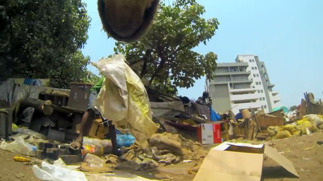 Câmera colocada em cão abandonado mostra a dura vida dos animais abandonados