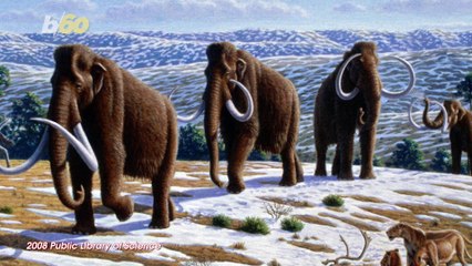Harvard Scientist Says Wooly Mammoths Could Come Back to Life And Save The Arctic