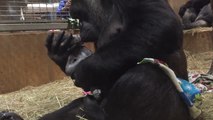Critically Endangered Gorilla Gives Birth To Boy
