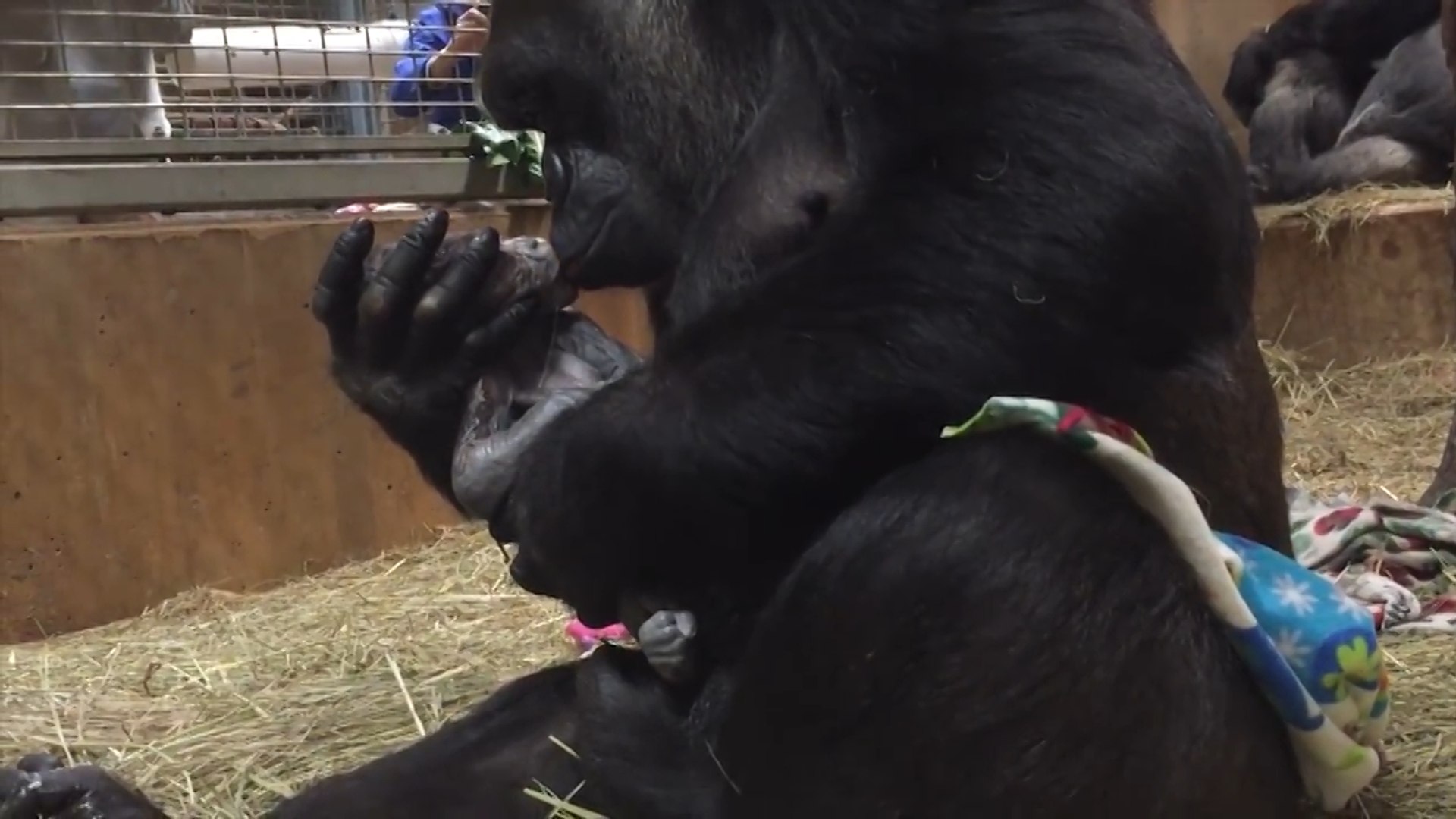 ⁣Critically Endangered Gorilla Gives Birth To Boy