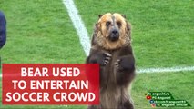 Performing bear used to entertain crowds at Russian Soccer match