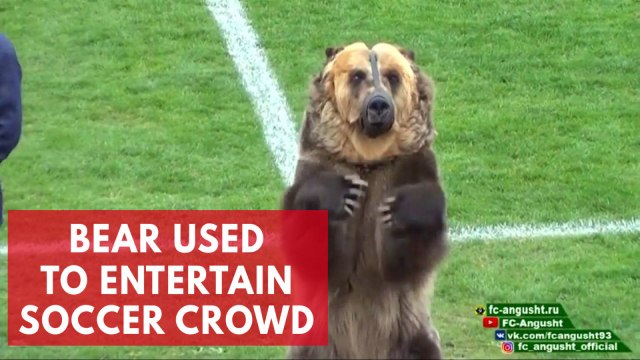Performing bear used to entertain crowds at Russian Soccer match