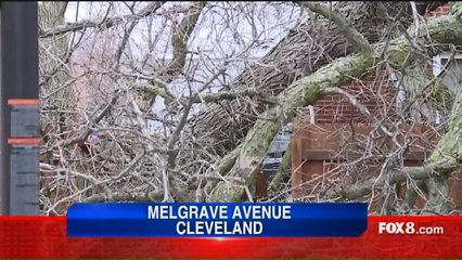 Rain, Wind Send 100-Foot Tree Crashing into Cleveland Home