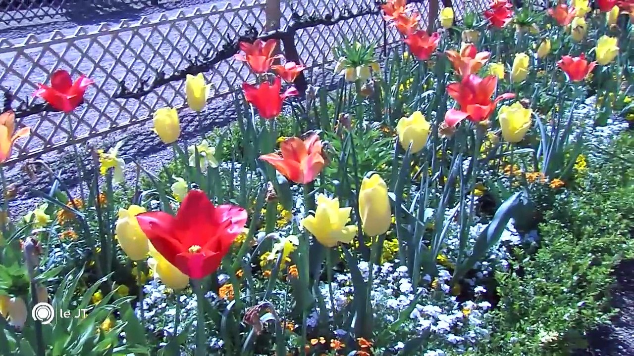 Patrimoine/ Immersion avec les jardiniers de Villandry - 17/04/2018