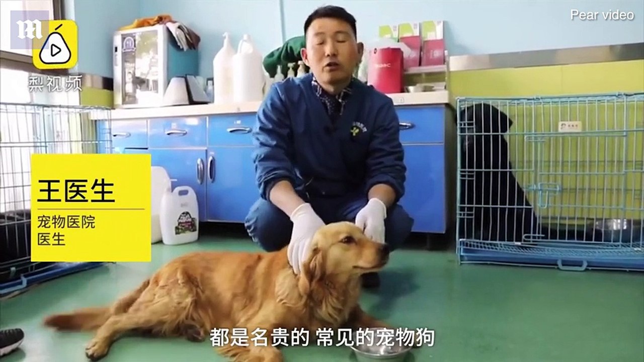 Chú chó nhỏ rơi nước mắt vì được cứu thoát ra khỏi lò mổ thịt chó