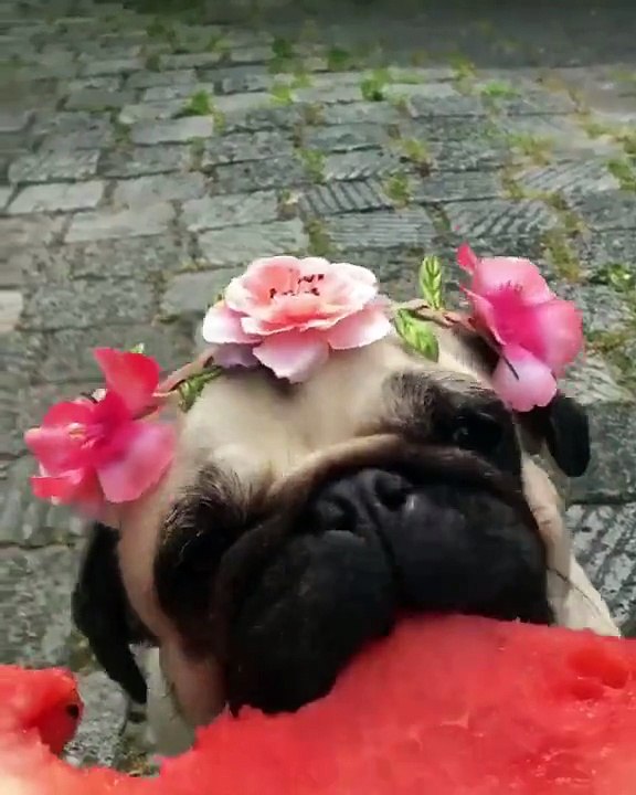 OMG MY dog eating water melon - MUST WATCH