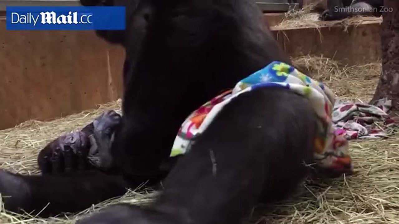 Khoảnh khắc xúc động của cô khỉ đột lần đầu làm mẹ