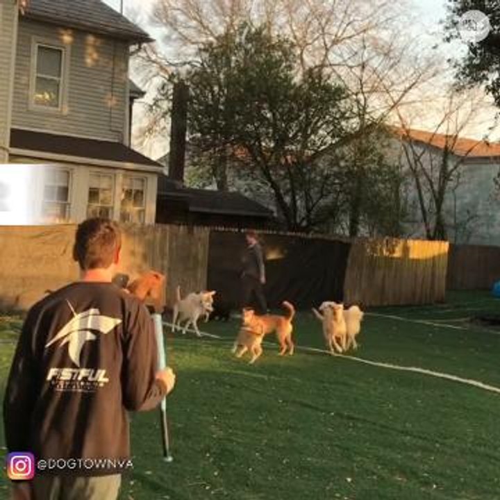 Here's a baseball team comprised of dogs to get...