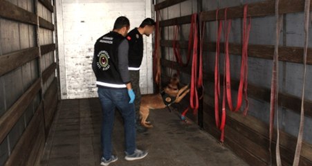 TIR'da 4 Milyon Liralık Uyuşturucuyu Dedektör Köpek "Jack" Buldu