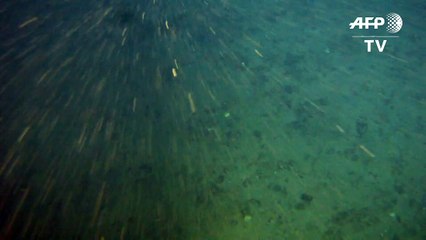 Hallan arrecifes amazónicos en áreas petroleras de Total