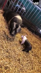 Cet maman cochon n'en peut plus de ces petits...
