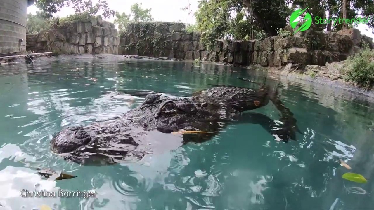 Son crocodile de compagnie adore les calins