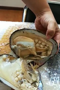 Il trouve un nombre impressionnant de perles dans une huître âgée de 10 ans
