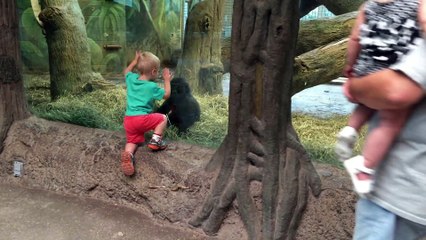 Cet enfant joue à cache-cache avec un bébé gorille et c'est juste adorable