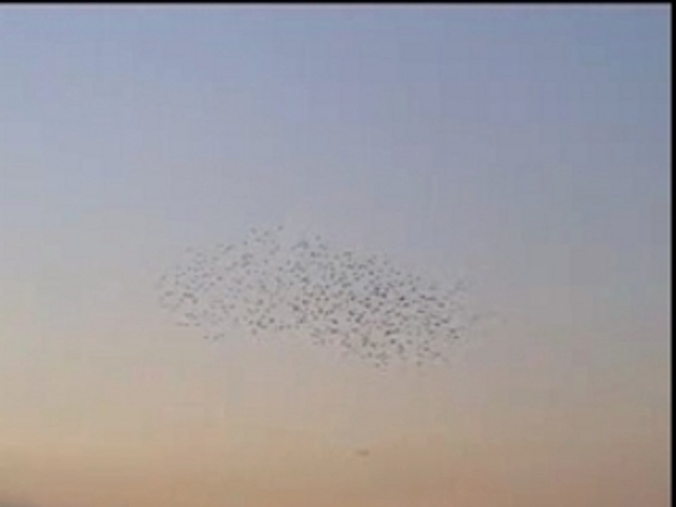 Vol d'oiseaux