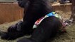 Endangered Gorilla Born at Smithsonian National Zoo