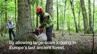 Bialowieza forest - Poland broke EU law by logging