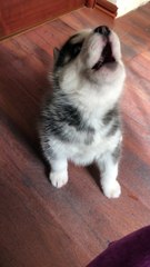 Howling Husky Pup