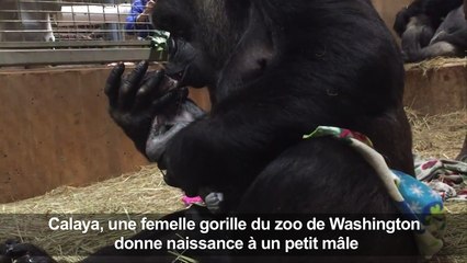 Une femelle gorille donne la vie au zoo de Washington