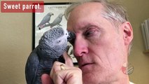 Parrot and owner share an incredibly trusting relationship