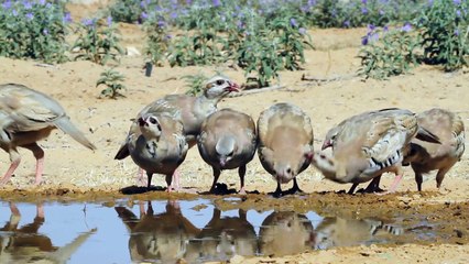 Wild Israel Series 1 1of5 The Negev Desert