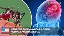 Cura del cáncer cerebral: Células del virus Zika podrían curar el cáncer cerebral - TomoNews