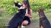 Lovely amazing girl playing with groups of baby cute dog - funny cute dog part 02