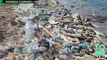 Desechos plásticos en el océano están afectando el crecimiento de las criaturas marinas