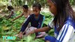Organización de derechos humanos denuncia uso de niños en plantaciones de tabaco en Indonesia