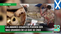 Investigadores afirman que calamares gigantes pueden tener el tamaño de un bus escolar