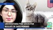 Estudiante universitaria secuestra un gato y pide un rescate de US$20