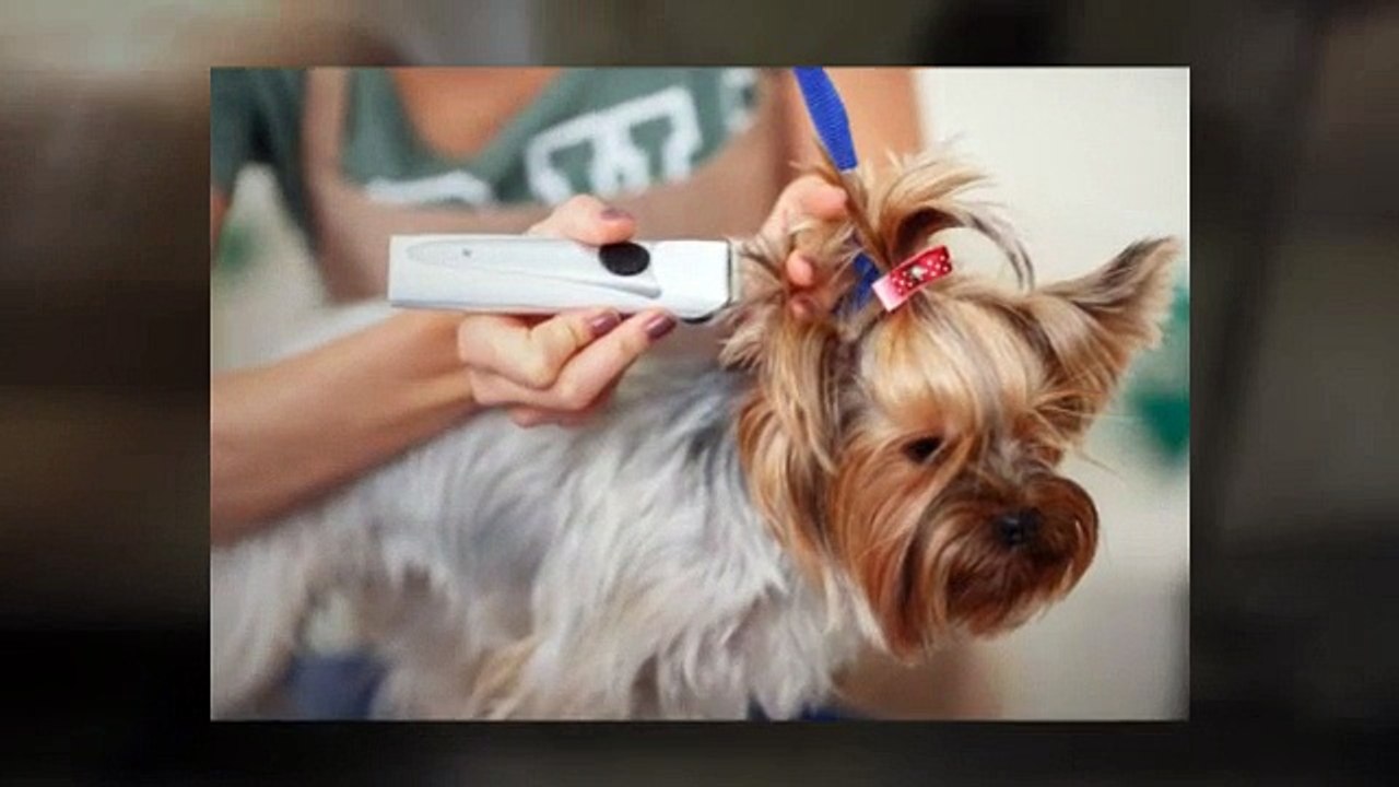 Get Professional Pet Grooming Services