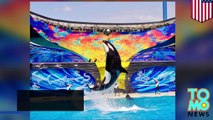 SeaWorld acuerda poner fin a su programa de cría de ballenas orcas en cautiverio