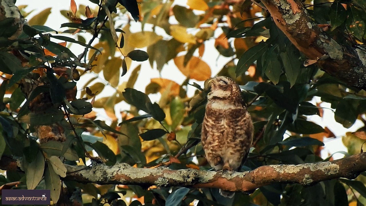 Indian Wildlife Tours - asianadventures