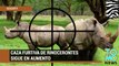 Caza furtiva de rinocerontes en África alcanzo un alarmante record en 2015