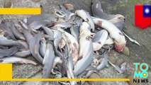 Decenas de tiburones sin aletas son encontrados en las playas de Taiwán