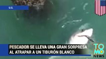 Gran tiburón blanco escapa del anzuelo de un pescador en un puerto de California