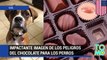 Veterinario publica en Facebook grotesca imagen de los peligros del chocolate para las mascotas