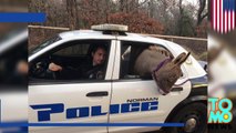 Burro perdido termina en el asiento trasero de un coche patrulla en Oklahoma